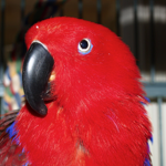 Bella the female eclectus.
